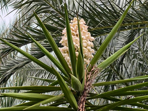 istock observation of budding plant structures, monitoring inflorescence emergence and pollination 2242672845