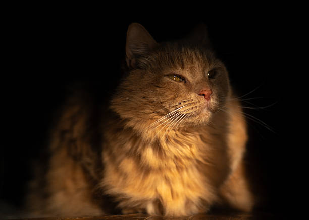 Ginger cat in sunlight on dark background, cozy pet portrait