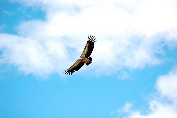 istock A majestic vulture flying in the clear blue sky 2242677288