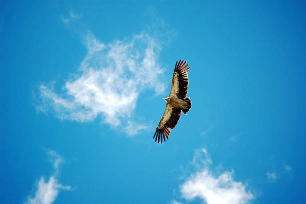 istock A majestic bird flying freely in the clear blue sky 2242677334