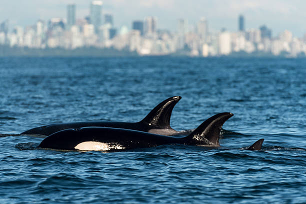 Shiretoko mountain range and killer whales seen from the coast of Rausu, Hokkaido.
