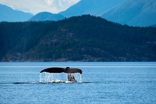 Humpback whale tail fluke, Sutil Channel, Campbell River, British Columbia, Canada