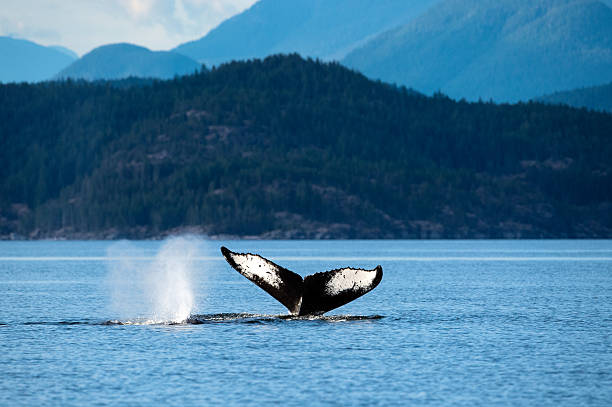 istock Humpback whale tail fluke, Sutil Channel, Campbell River, British Columbia, Canada 2242677678