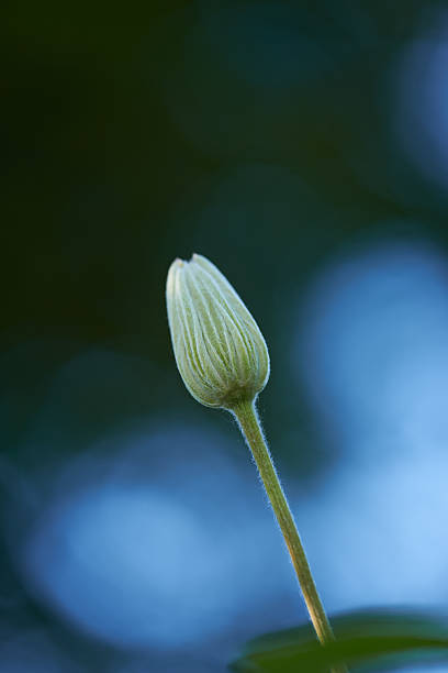 A detailed macro photograph capturing a budding flower stem against a softly blurred, light-filled background. Emphasizing nature's elegance, this image highlights the simplicity and beauty of early stages of blooming.