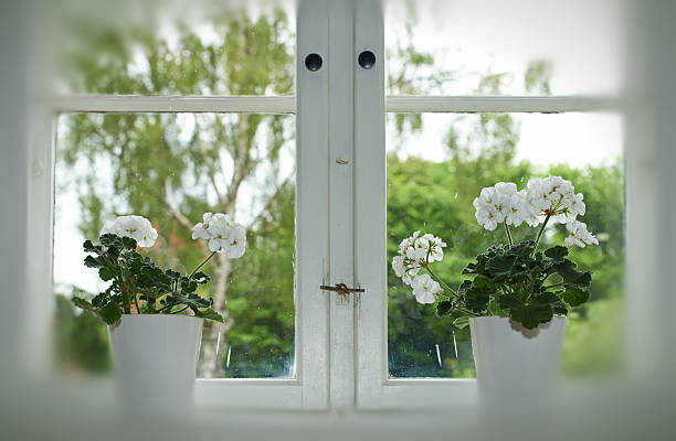 White geranium flowers (Pelargonium) planted in pots placed on a white windowsill. The window opens up to a lush summer garden with sunlight and greenery, creating a serene and natural ambiance.
