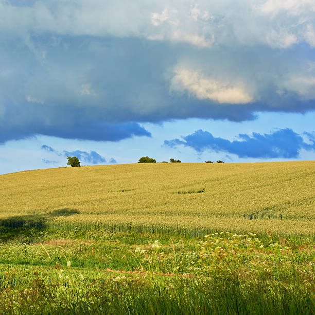 A vibrant countryside scenery showcasing a golden grass field bordered by verdant greenery under a dynamic sky filled with textured clouds, capturing the essence of natural beauty and serene ambiance.