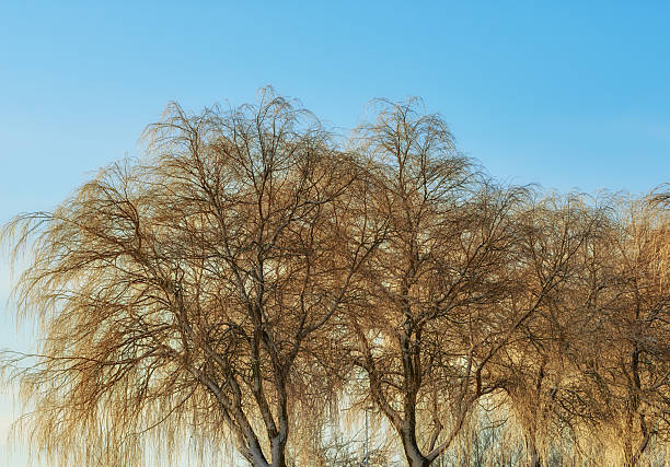 istock Bare willow tree canopy with blue sky background showcasing early spring beauty 2242679097