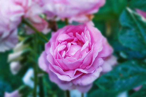 A vivid close-up view of a pink Rosa spp. flower blooming among its lush green foliage. The scene emanates feelings of peace, wonder, and natureâs delicate beauty. Taken in pristine outdoor surroundings.