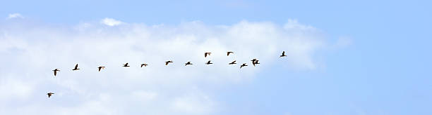 istock A flok of geese 2242679331