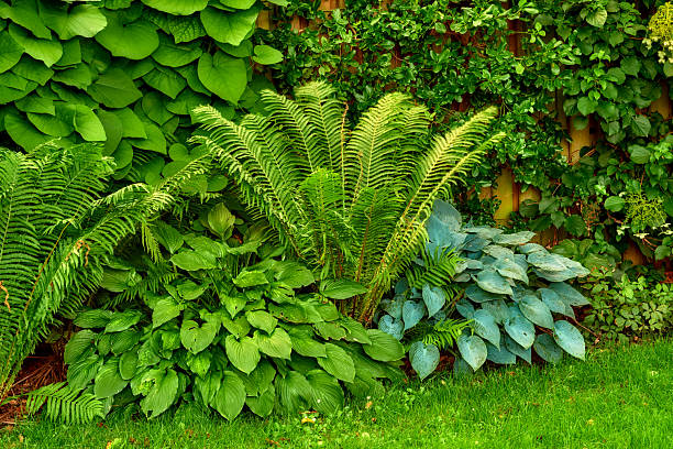 istock Lush Greenery with Ferns and Hosta Plants Displaying Vibrant Foliage 2242679352