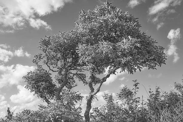 A solitary tree, wind-shaped, stands gracefully against a crisp cloudy sky in this tranquil black-and-white photograph. Capturing nature's elegance, this image emphasizes simplicity and the delicate patterns of the natural world.