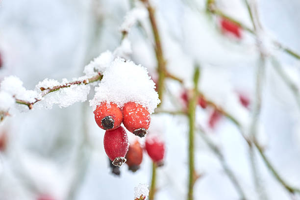 A close-up of vivid red rose hips (Rosa canina) adorned with a pristine snow layer, highlighting their natural beauty amidst the frosty cold. Perfect macro detail depicting winter's serene charm.