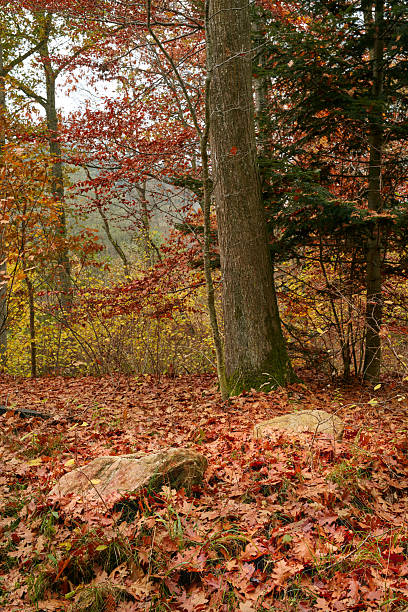Magic of autumn is like capturing the essence of a dream. Imagine the trees donning their most vibrant attire—shades of scarlet, orange, and gold, standing proudly against the crisp, azure sky