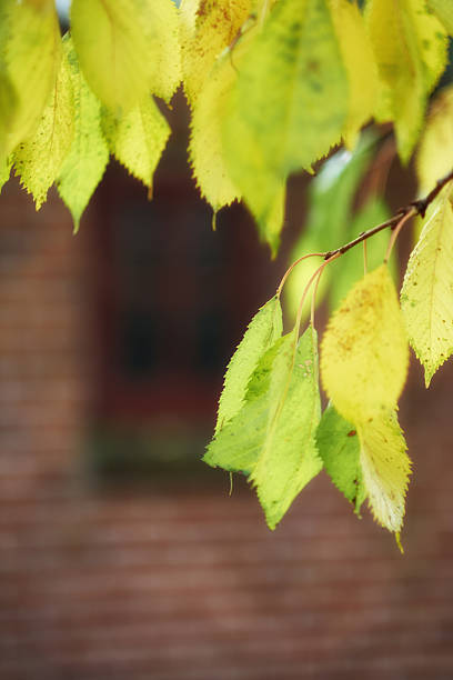 An artistic depiction featuring vivid autumn leaves of Acer campestre, showcasing their vibrant green and golden hues against a blurred background of a brick wall and red-tinted window frame for a poetic ambiance.
