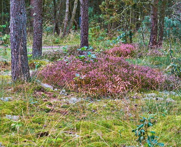 A natural forest scene showcasing verdant undergrowth, blooming heather (Calluna vulgaris), and a carpet of moss. Tall trees surround the area, creating a peaceful and enchanting woodland atmosphere.