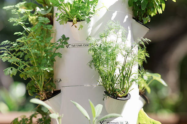 istock Lush Leafy Greens, Herbs & Vegetables Growing Hydroponically Outdoors on a Tower Garden at Home in South Florida in the Fall of 2025, Combating Inflation by Growing Food 2242682256
