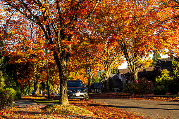Vancouver, BC, Canada - October 21, 2025: Autumn in Vancouver where gentle breezes carry falling red leaves and every street feels wrapped in peaceful nostalgia