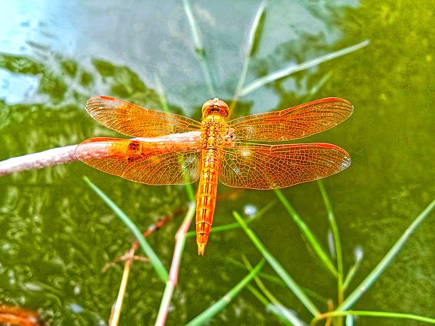 Dragonflies and damselflies are not just mesmerizing aerial acrobats; they play a crucial role in maintaining ecological sustainability. As natural predators, they help control mosquito and pest populations, reducing the need for chemical pesticides. Their presence also indicates clean water and healthy ecosystems, making them vital indicators of environmental health. Protecting their habitats supports biodiversity and promotes sustainable ecosystems.Location: Greater Noida, Uttar Pradesh (India)