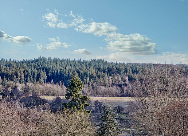A serene view of a dense coniferous forest, featuring tall evergreen trees (Pinus sylvestris), surrounded by open fields, beneath a bright blue sky adorned with scattered, fluffy white clouds.
