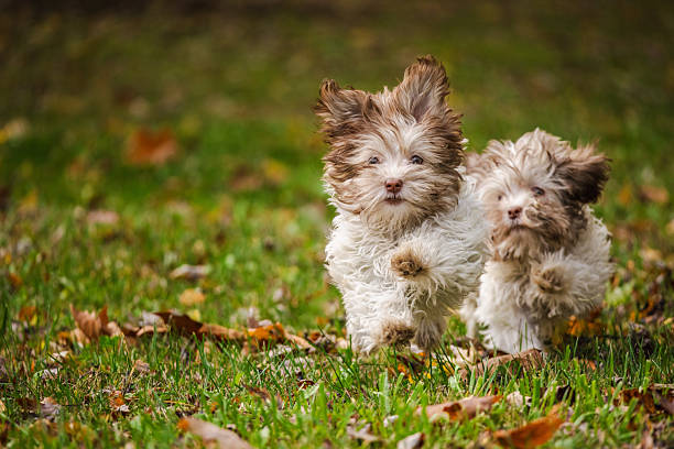 istock Two fluffy Havanese puppies running together toward the camera on autumn grass with fallen leaves 2242687614