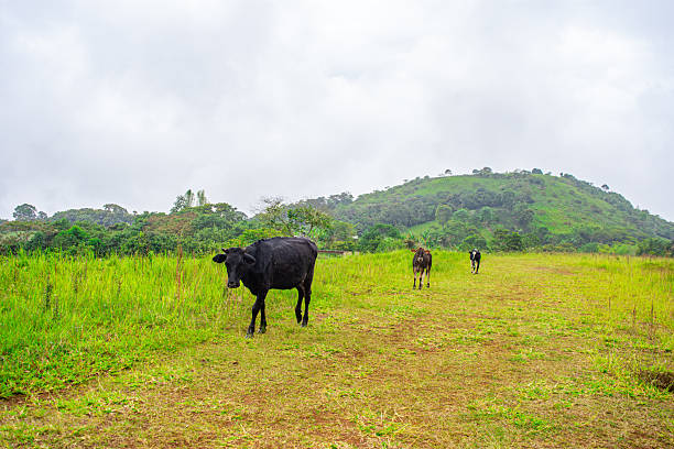 istock Cattle Grazing in San Agustin 2242689792