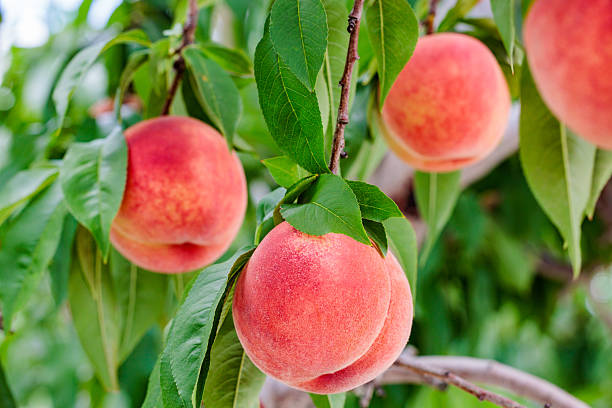 istock Fresh and sweet peaches from a summer orchard. 2242694316