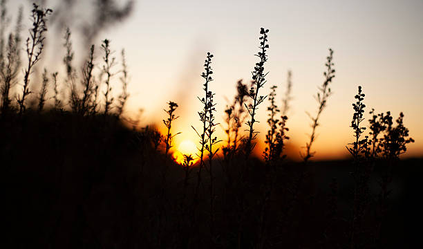istock Beautiful picture of a sunset 2242694440
