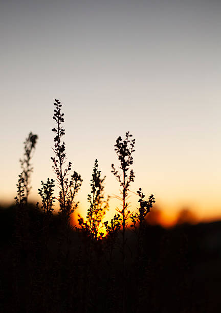 istock Beautiful picture of a sunset 2242694442