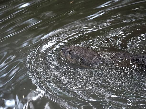 A closeup shot of a brown otter swims smoothly through rippling water, with its head and back visible above the calm surface