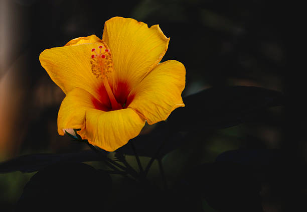 Closeup of a closing yellow Hibiscus Rosa Sinensis