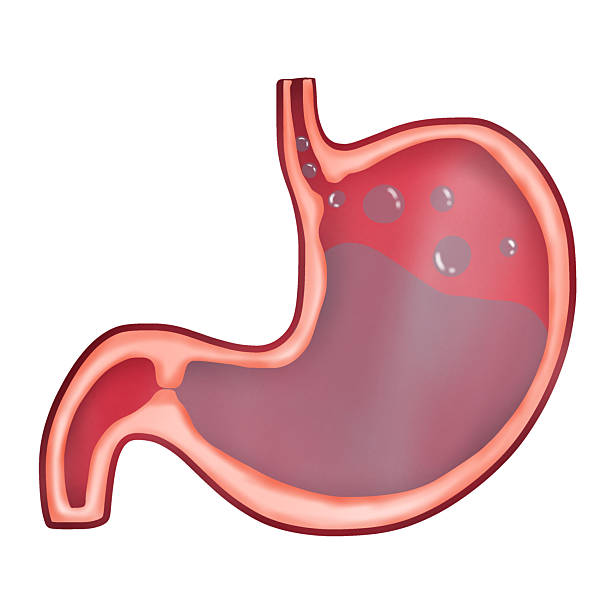 istock Anatomy of the Stomach in Acid Reflux, GERD 2242699933