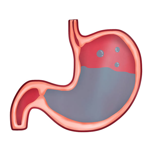 istock Human Stomach with Gastric Acid, Hand-drawn Watercolor Illustration 2242700041