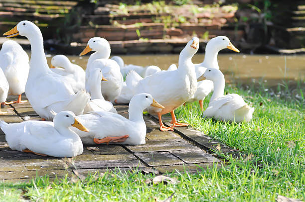 istock duck or ducks on the farm , farm animal 2242701435