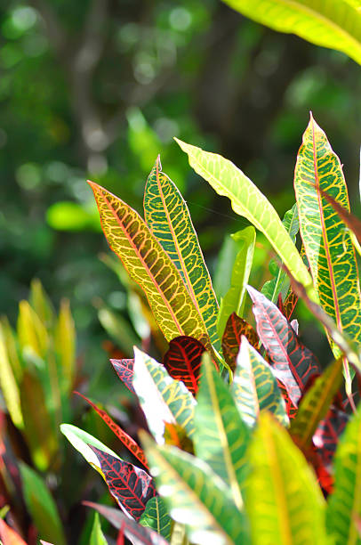 Codiaeum variegatium Blume or Croton, Variegated Laurel or Garden Croton or red leaf or red plant