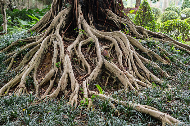 istock The roots of the banyan tree 2242706496