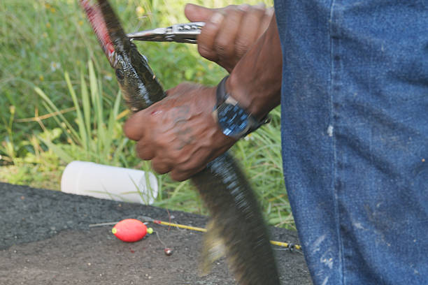 Removing the Hook after Catching a Fish in the Bayou
