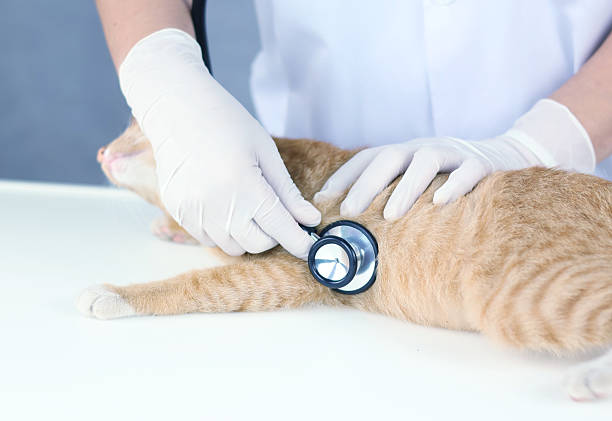 istock This image shows a veterinarian using a stethoscope to examine a cat's heart. This procedure is often performed to detect signs of heart disease. 2242710744