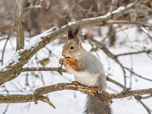 istock The squirrel with nut sits on tree in the winter or late autumn. 2242712859