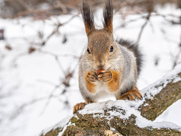 istock The squirrel with nut sits on tree in the winter or late autumn. 2242712863