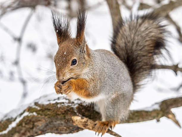 istock The squirrel with nut sits on tree in the winter or late autumn. 2242712871