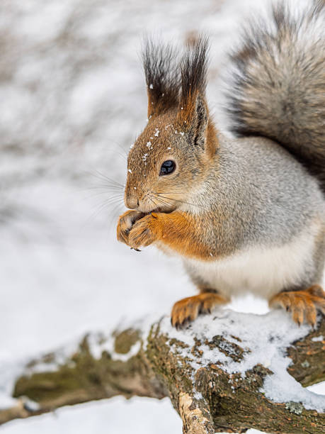 istock The squirrel with nut sits on tree in the winter or late autumn. 2242712924