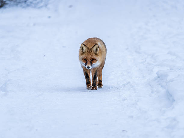 istock European Red Fox (Vulpes vulpes) in winter forest 2242713015