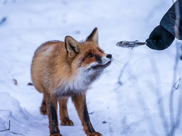 istock European Red Fox (Vulpes vulpes) in winter forest 2242713123
