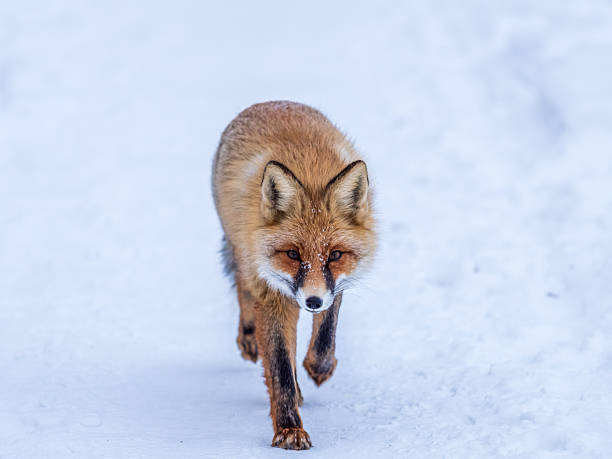 istock European Red Fox (Vulpes vulpes) in winter forest 2242713169