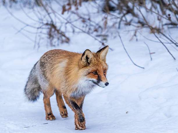istock European Red Fox (Vulpes vulpes) in winter forest 2242713183