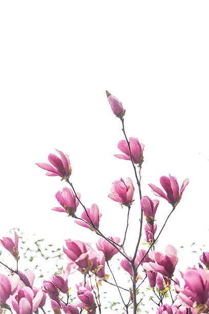 istock magnolia flowers isolated on white 2242714356