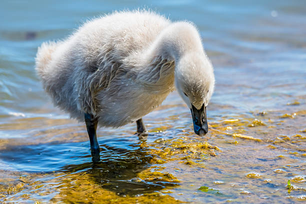 Black swan cygnet on Lake Mulwala at Yarrawonga, Victoria, Australia.