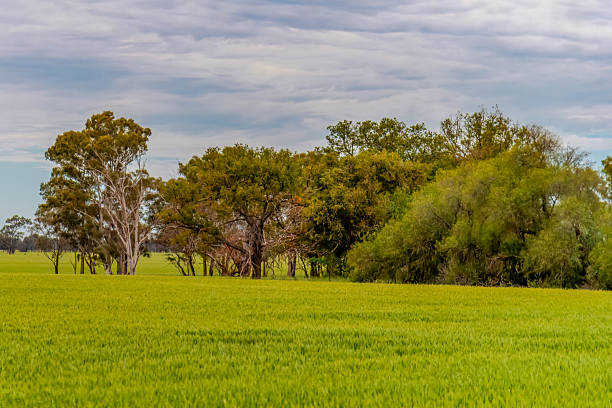 istock Clouds over the green pastures in the Riverina countryside 2242715656