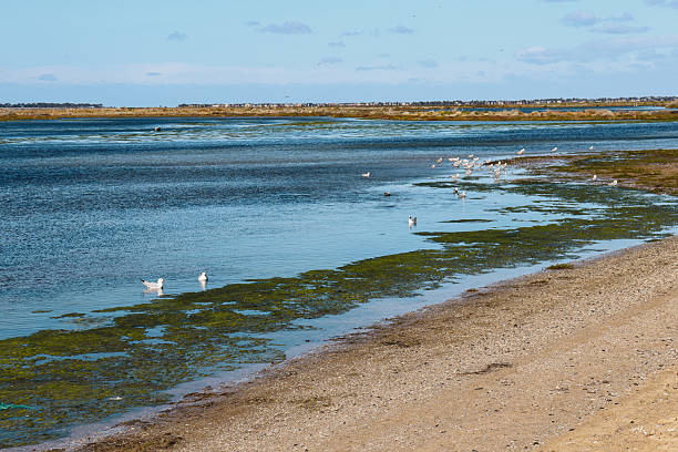 istock seaside landscape with seagulls and sand 2242716844