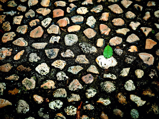 Close-up of cobblestone surface with mixed earth tones and a single green leaf. Ideal for abstract backgrounds, nature design, or texture references.